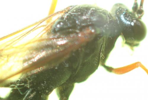 Acroricnus stylator